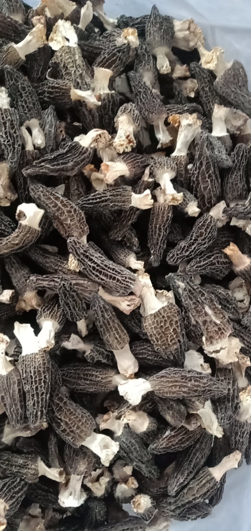 羊肚菌，舌尖上的美味