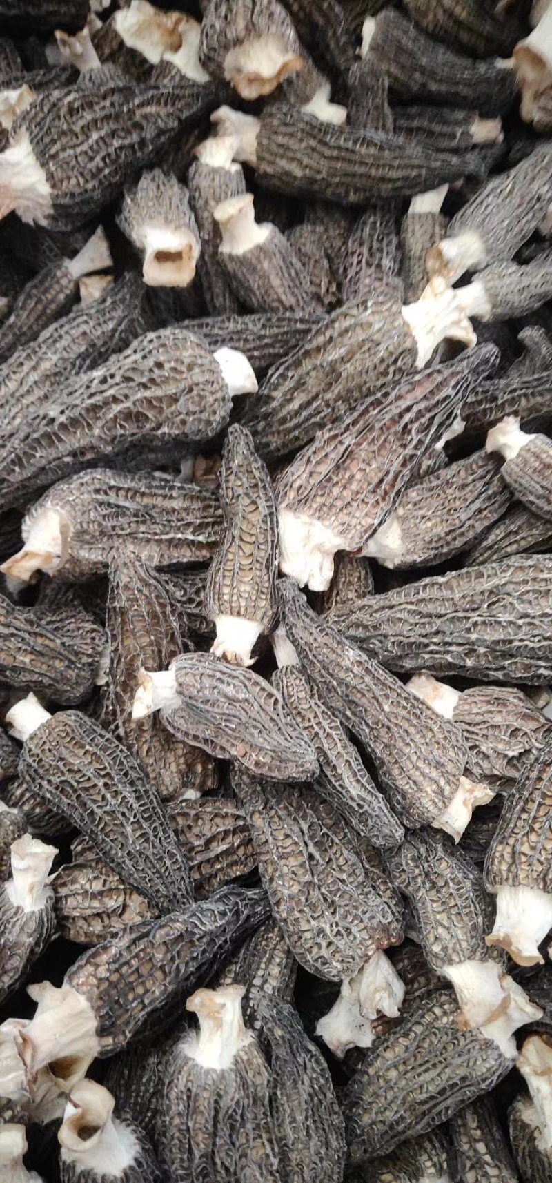 羊肚菌，舌尖上的美味