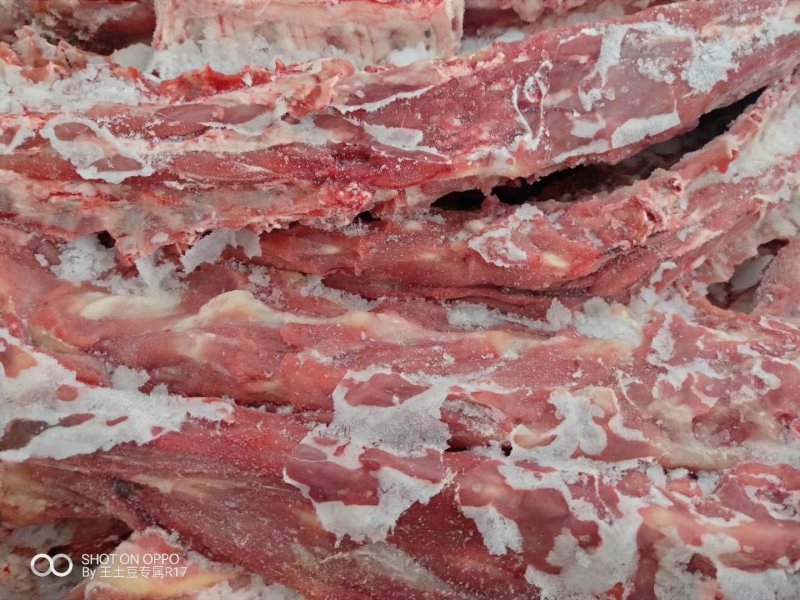 内蒙古锡林郭勒草原羔羊龙骨，肉大羊蝎子，
