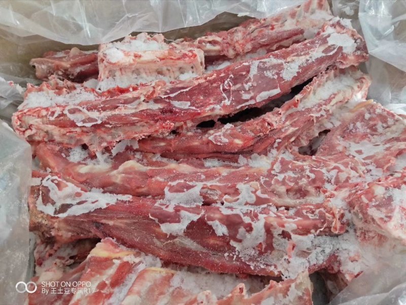 内蒙古锡林郭勒草原羔羊龙骨，肉大羊蝎子，