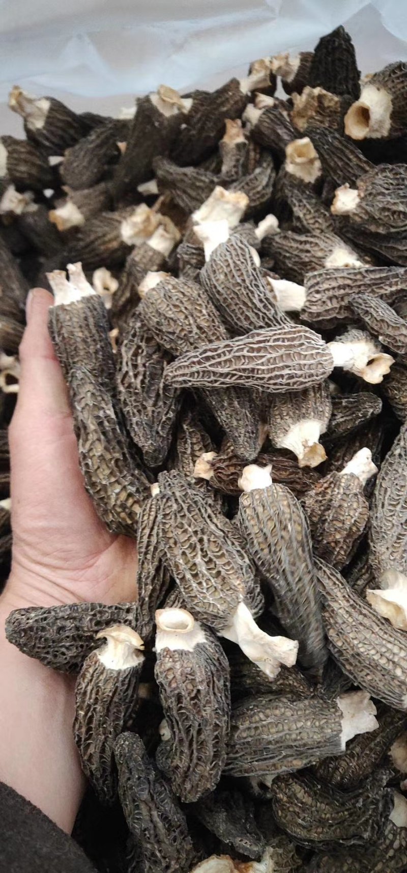 羊肚菌，舌尖上的美味
