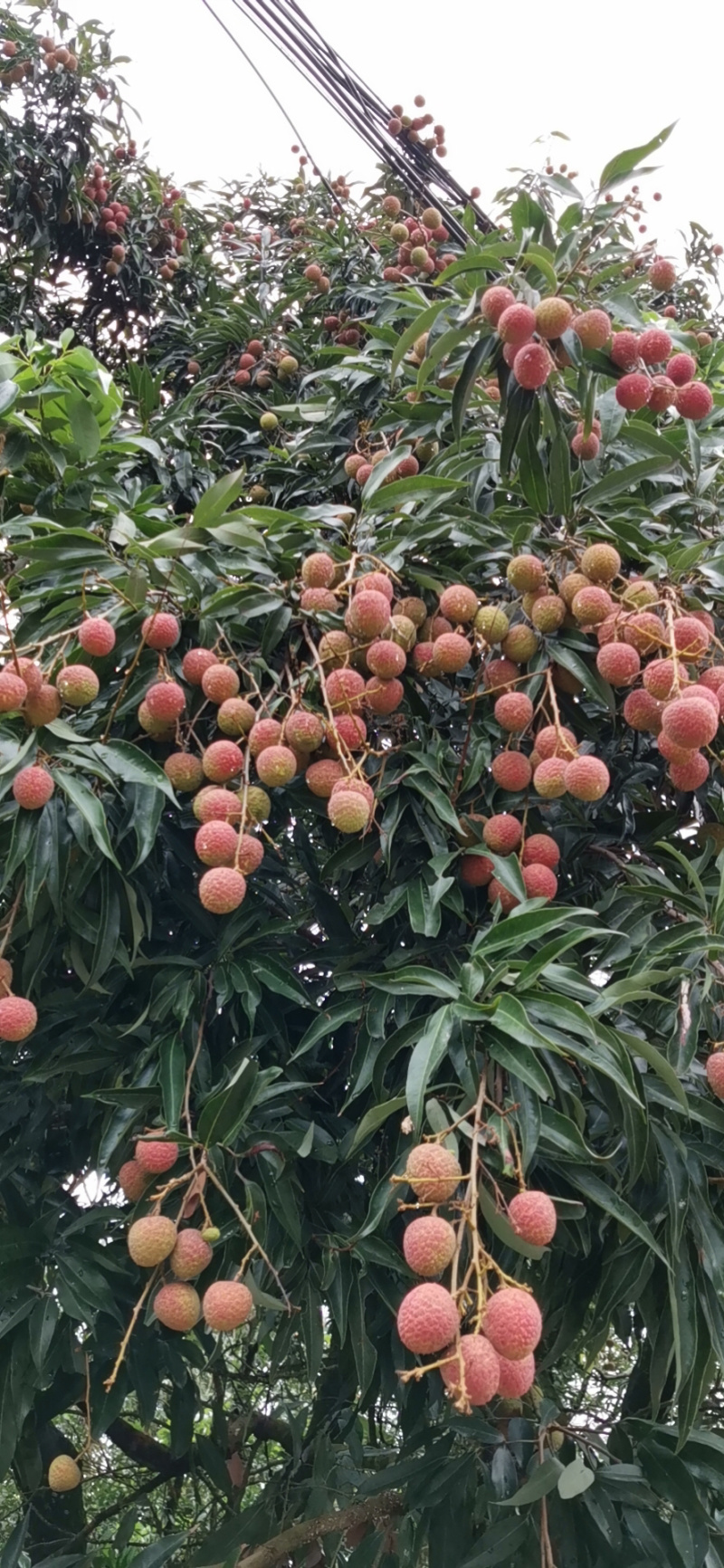 广西妃子笑荔枝一件代发对接电商微商各大平台