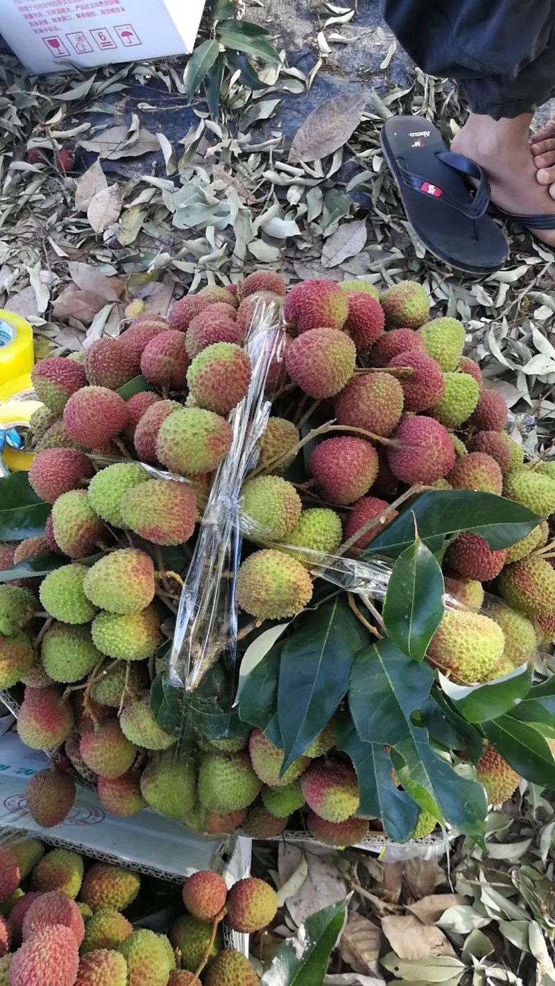 广西妃子笑荔枝一件代发对接电商微商各大平台