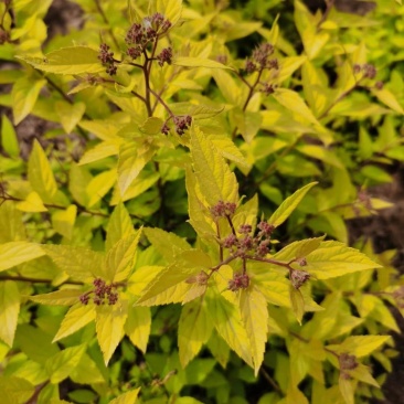 供应金山绣线菊金焰绣线菊彩叶模纹树种花坛花境地被