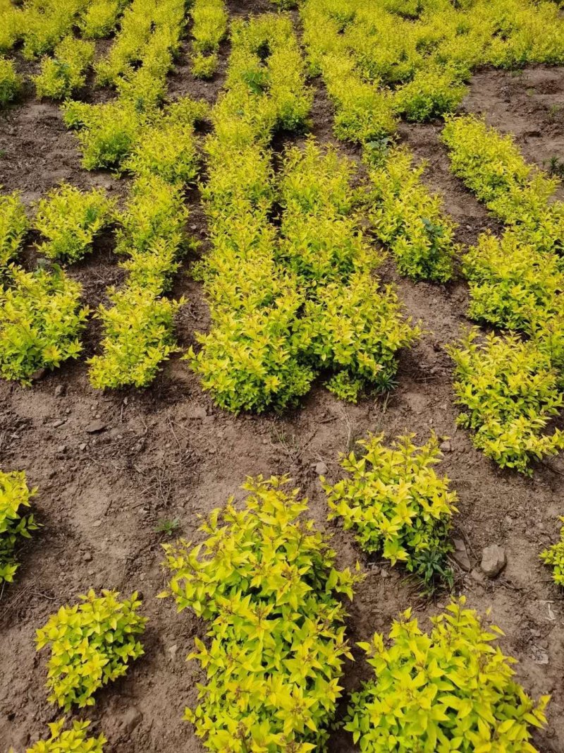 供应金山绣线菊金焰绣线菊彩叶模纹树种花坛花境地被