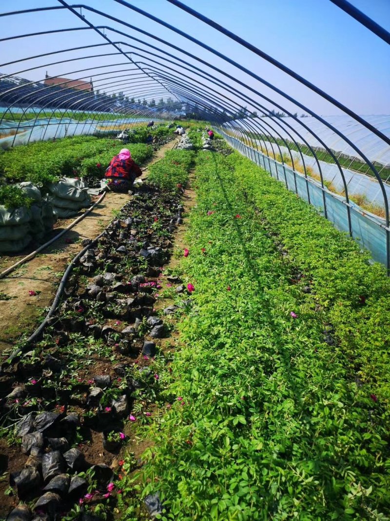 供应金山绣线菊金焰绣线菊彩叶模纹树种花坛花境地被