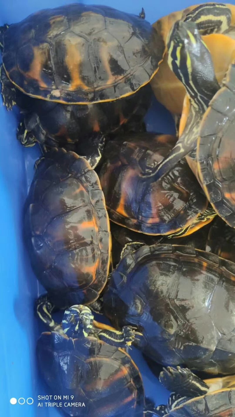 精品火焰龟