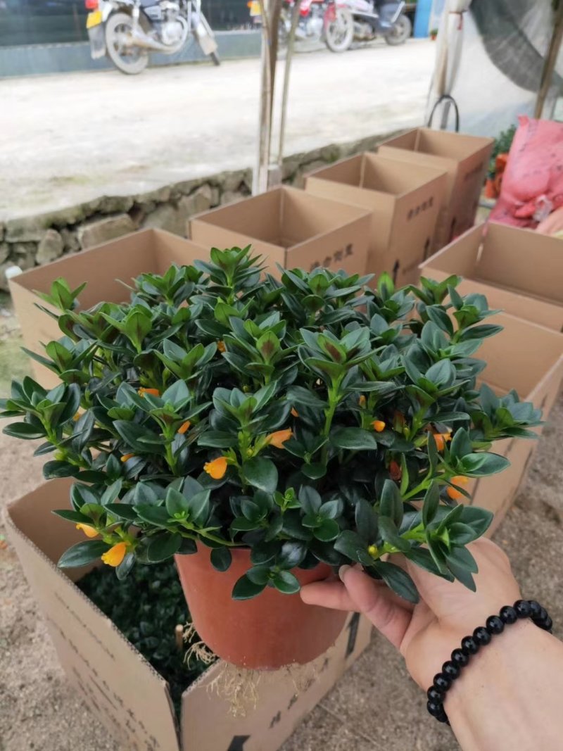 金鱼草四季常绿多年生长草本植物观赏价值高