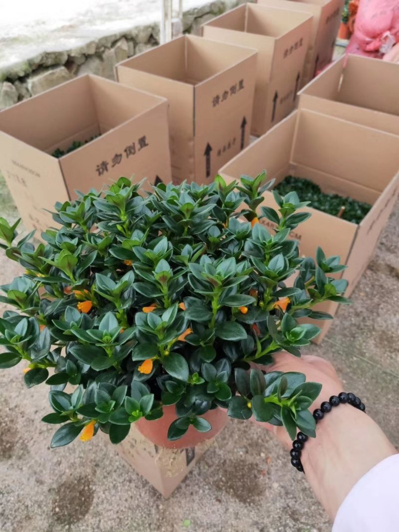 金鱼草四季常绿多年生长草本植物观赏价值高
