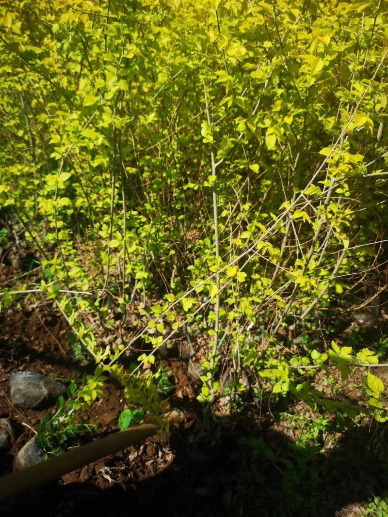 供应多季玫瑰四季刺玫容器苗反季节栽植玫瑰花篱苗