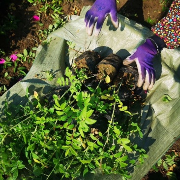 供应多季玫瑰四季刺玫容器苗反季节栽植玫瑰花篱苗