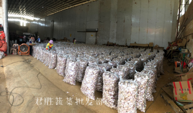 2021河南早熟蒜干蒜大混级一件代发