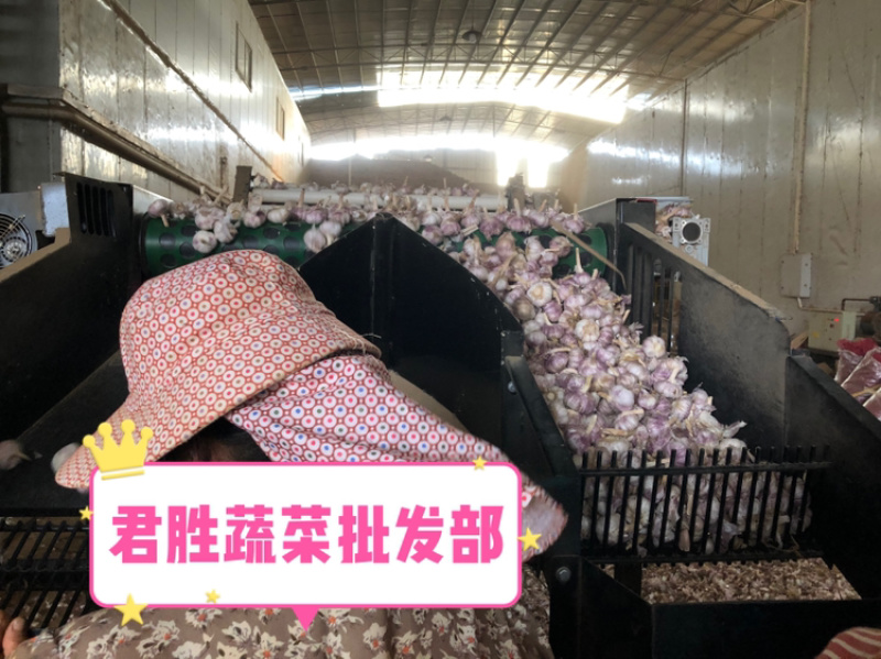 2021河南早熟蒜干蒜大混级一件代发