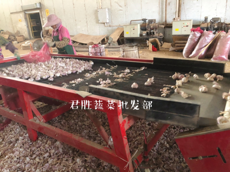 2021河南早熟蒜干蒜大混级一件代发