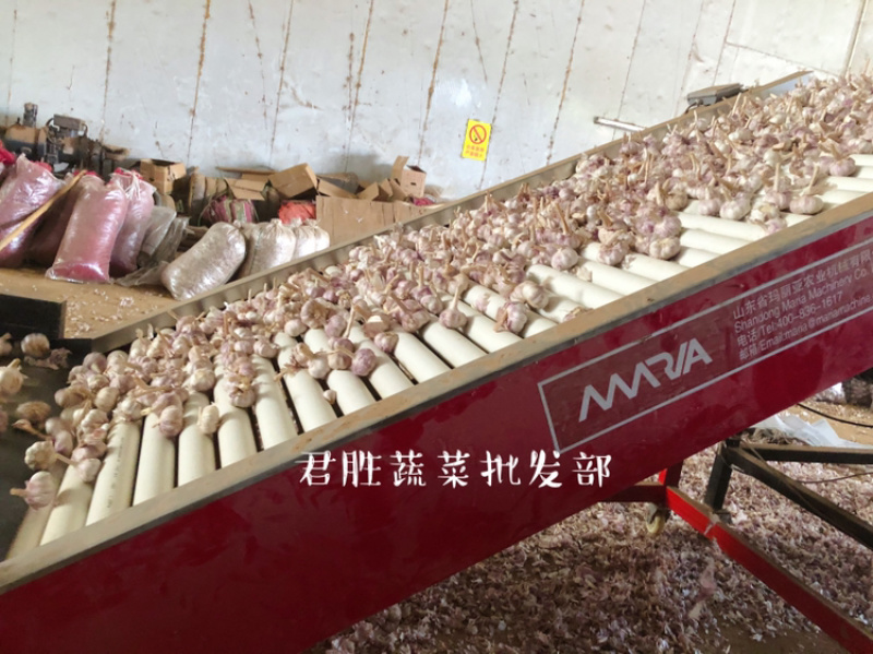 2021河南早熟蒜干蒜大混级一件代发