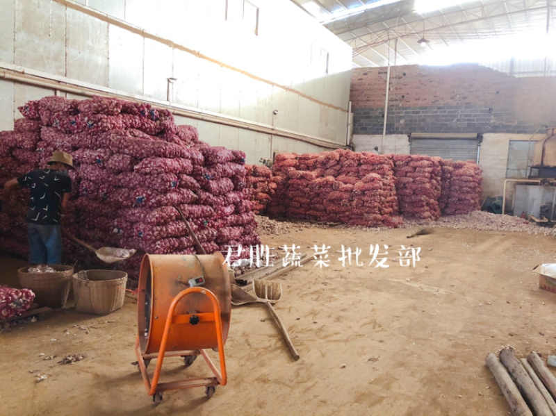 2021河南早熟蒜干蒜大混级一件代发