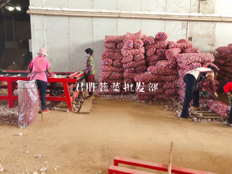 2021河南早熟蒜干蒜大混级一件代发