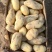 内蒙古土豆希森土豆三两以上大量上市中日供100吨