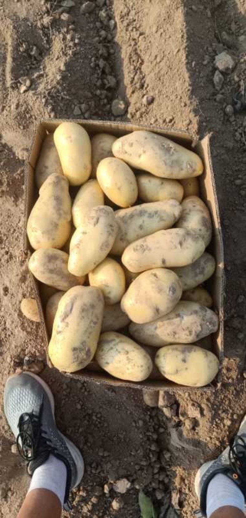 内蒙古土豆希森土豆三两以上大量上市中日供100吨