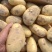 内蒙古土豆希森土豆三两以上大量上市中日供100吨