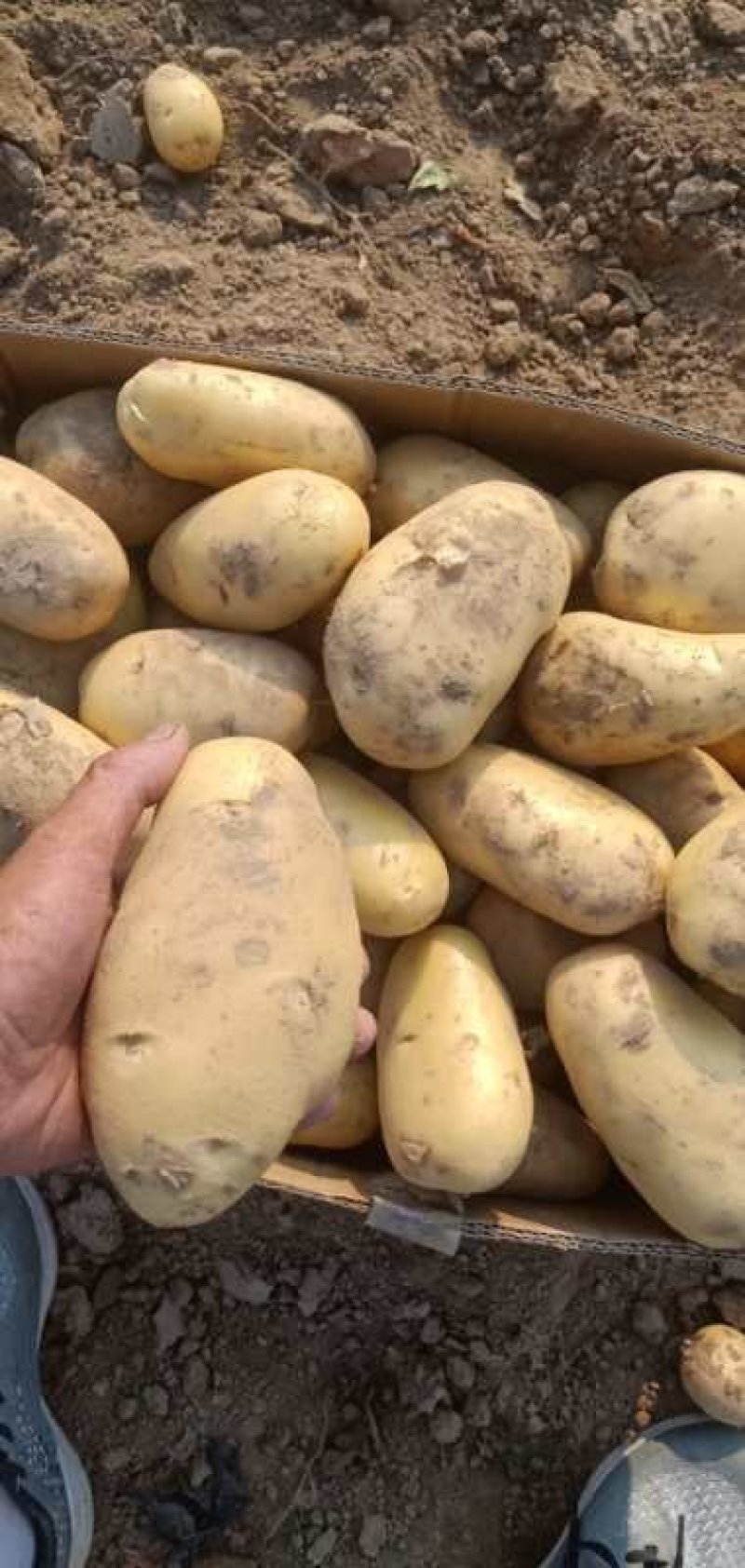 内蒙古土豆希森土豆三两以上大量上市中日供100吨