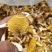 鸡油菌黄金菇榆黄蘑烘干多叶货一手货源无中间商