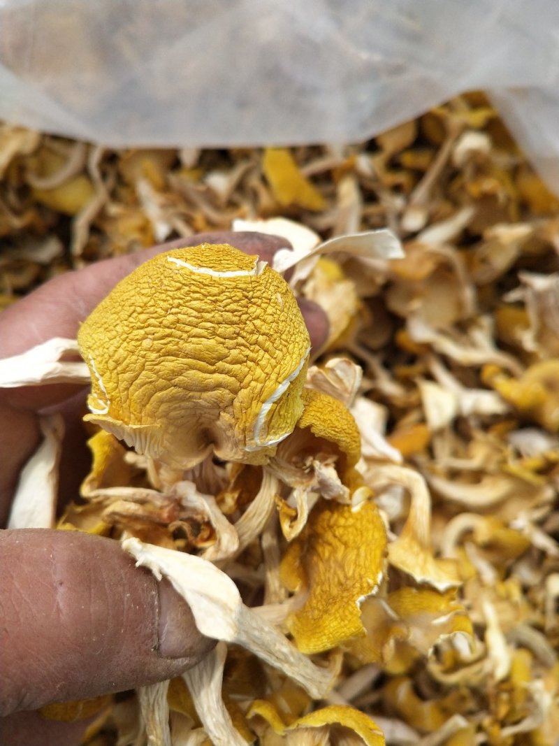 鸡油菌黄金菇榆黄蘑烘干多叶货一手货源无中间商
