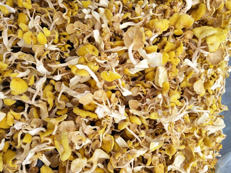 鸡油菌黄金菇榆黄蘑烘干多叶货一手货源无中间商