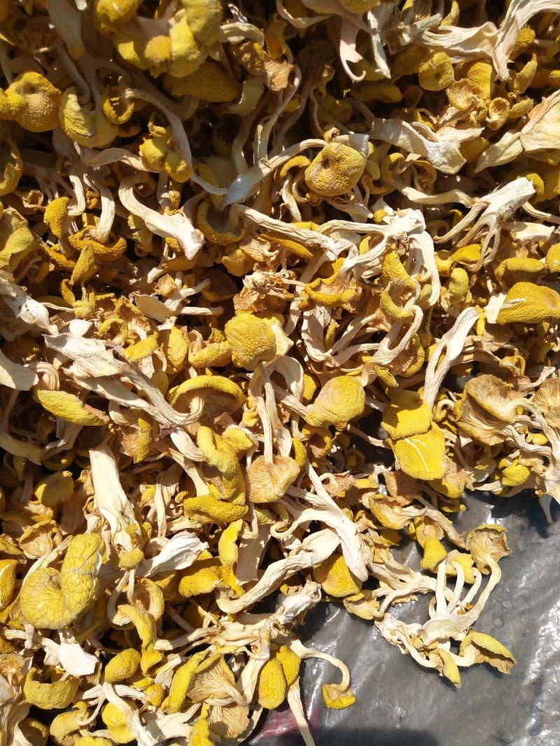 鸡油菌黄金菇榆黄蘑烘干多叶货一手货源无中间商