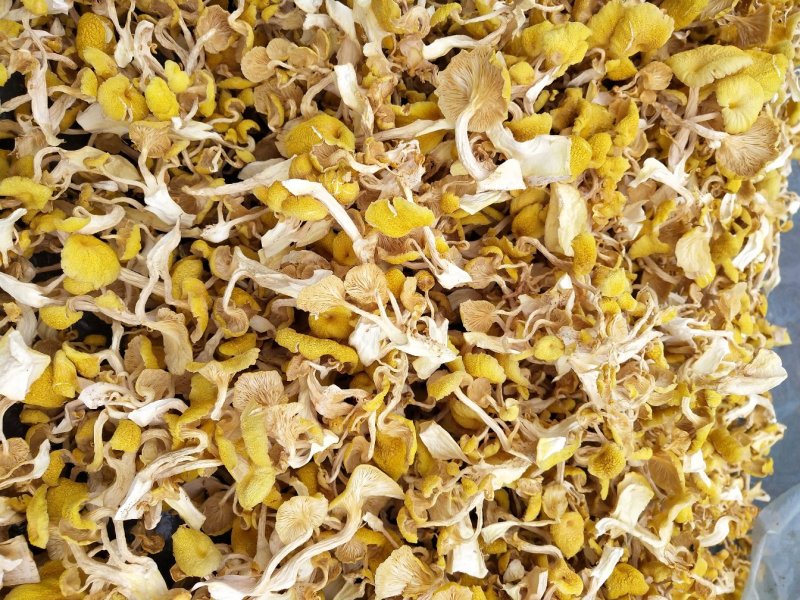 鸡油菌黄金菇榆黄蘑烘干多叶货一手货源无中间商