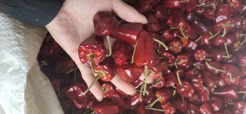 贵州辣椒面柴火胡辣面中粗贵州辣椒品种齐全，诚信经营