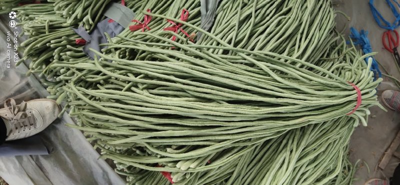 长豆角大量上市！价格低要的老板速联系