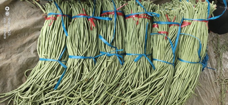 长豆角大量上市！价格低要的老板速联系