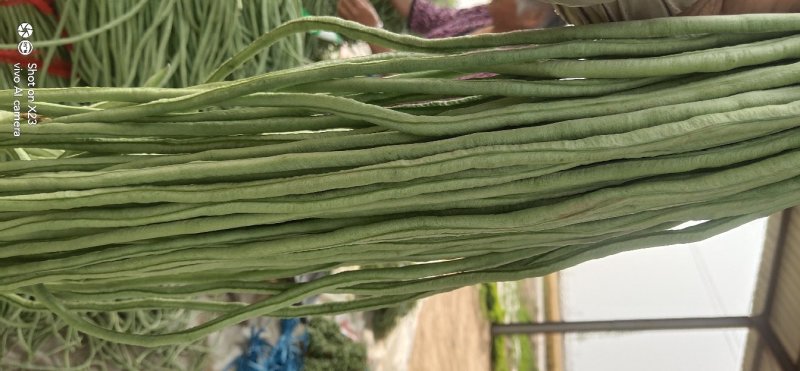 长豆角大量上市！价格低要的老板速联系
