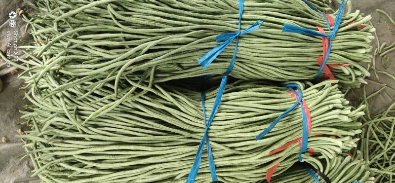 长豆角大量上市！价格低要的老板速联系