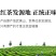金骏眉红茶武夷山金骏眉茶叶细小甘甜500g线上保障交易