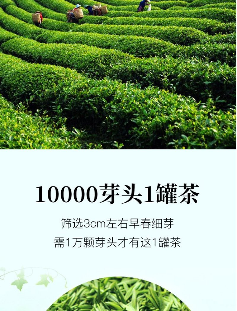 金骏眉红茶武夷山金骏眉茶叶细小甘甜500g线上保障交易
