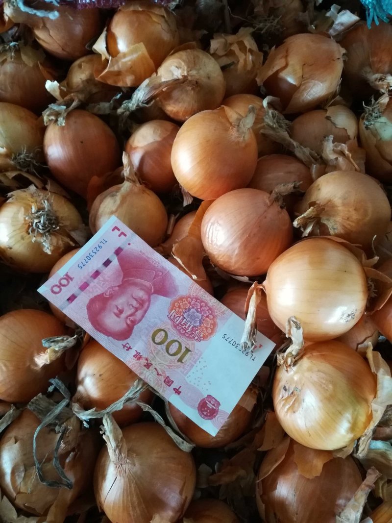 小黄皮洋葱，5-8----6-9公分，品种洋葱常年供应