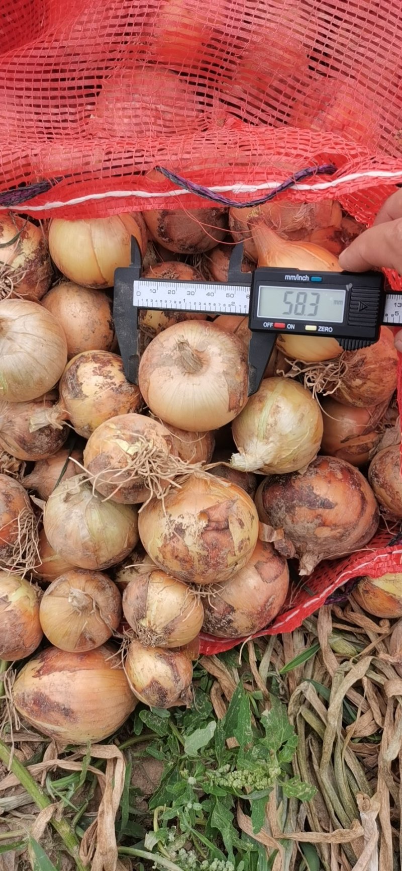 小黄皮洋葱，5-8----6-9公分，品种洋葱常年供应