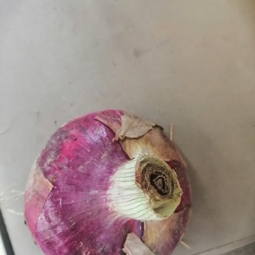 洋葱