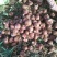 洋葱