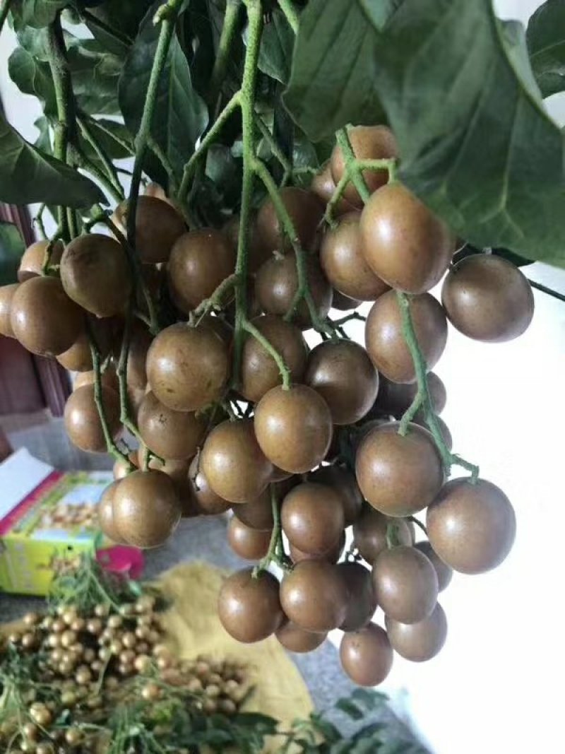 贵妃黄皮果