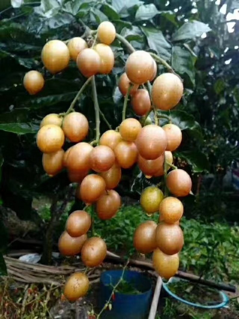 贵妃黄皮果