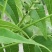 核桃油(精品礼盒更实惠)