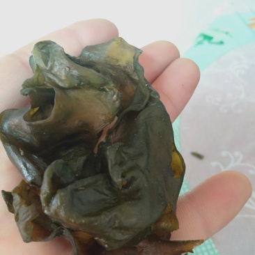 地皮菜靓货宁夏地皮菜，长年批发，过筛毛货没杂质干净。