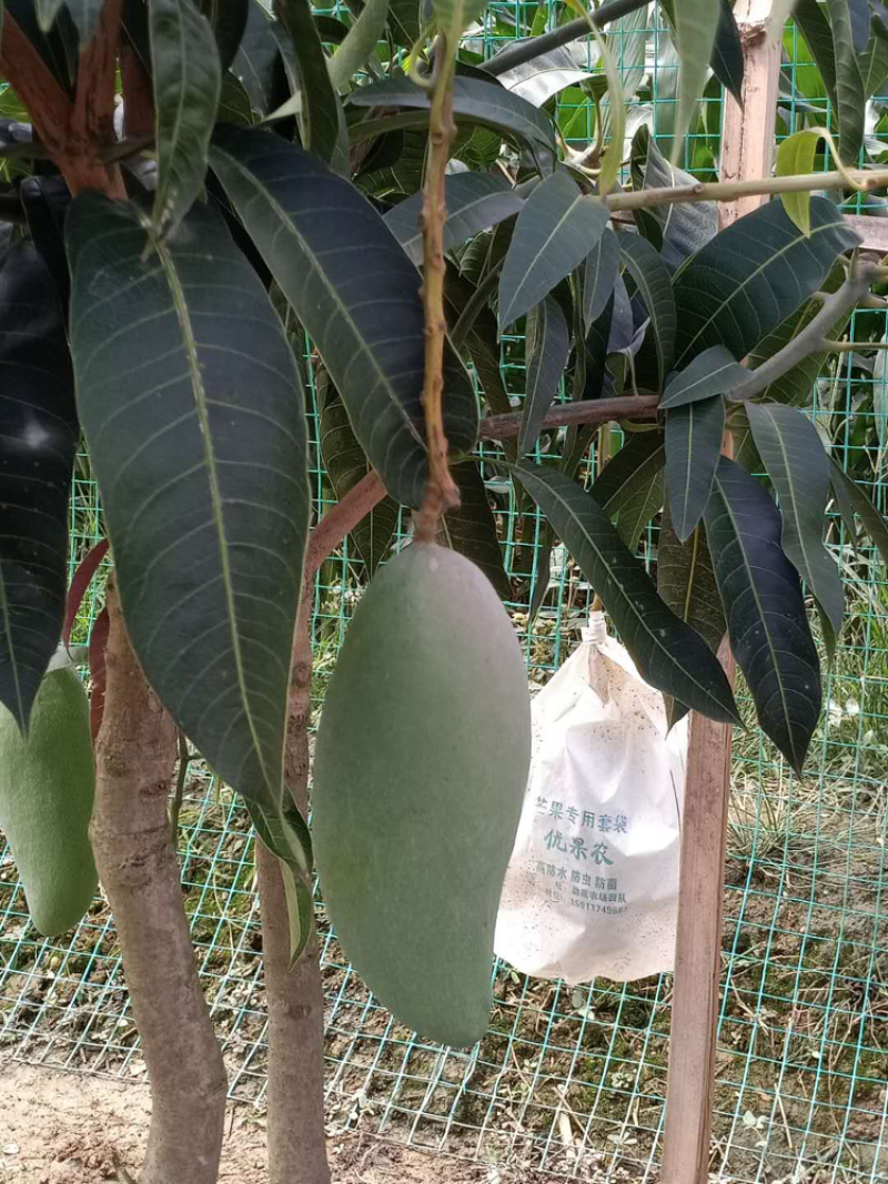 热带金煌芒果，果面光滑，品质好