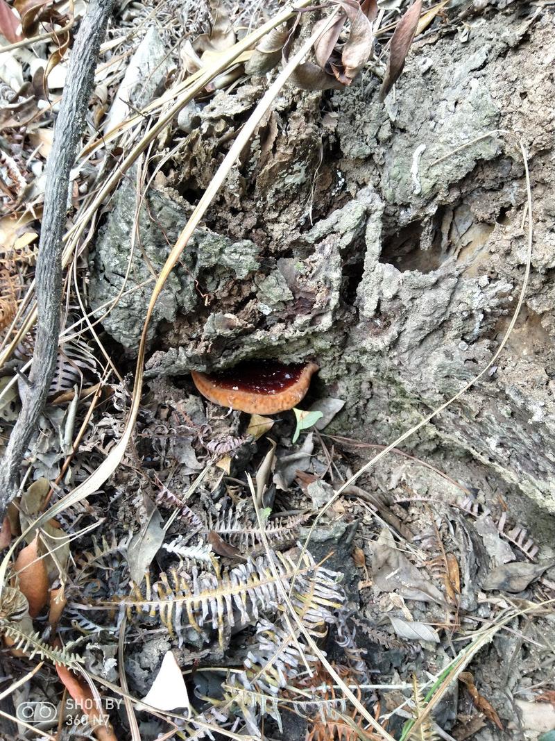 十万大山正宗野生紫灵芝