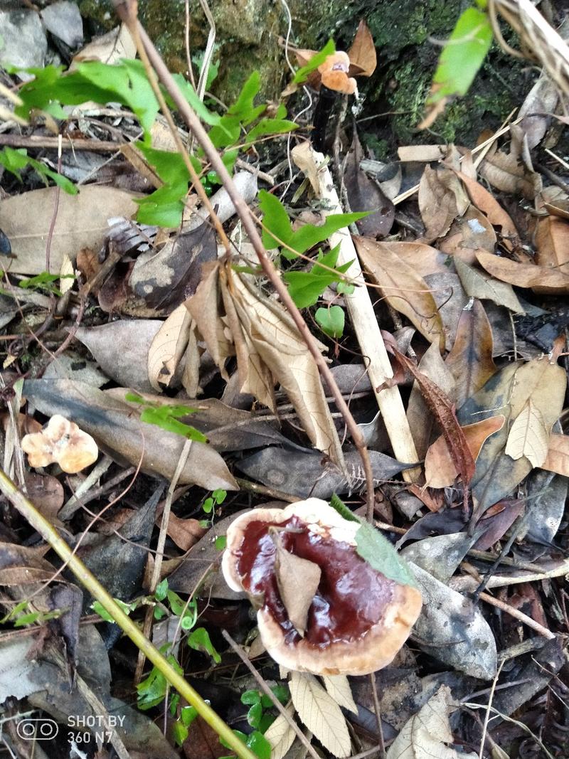 十万大山正宗野生紫灵芝