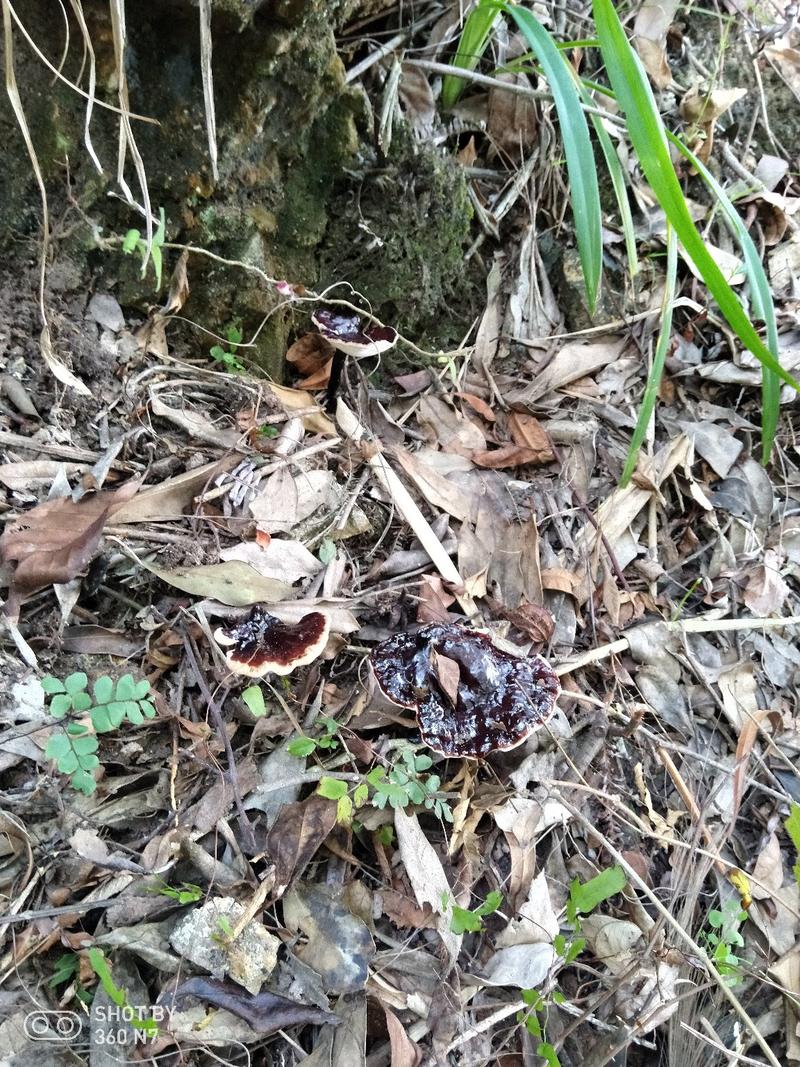 十万大山正宗野生紫灵芝