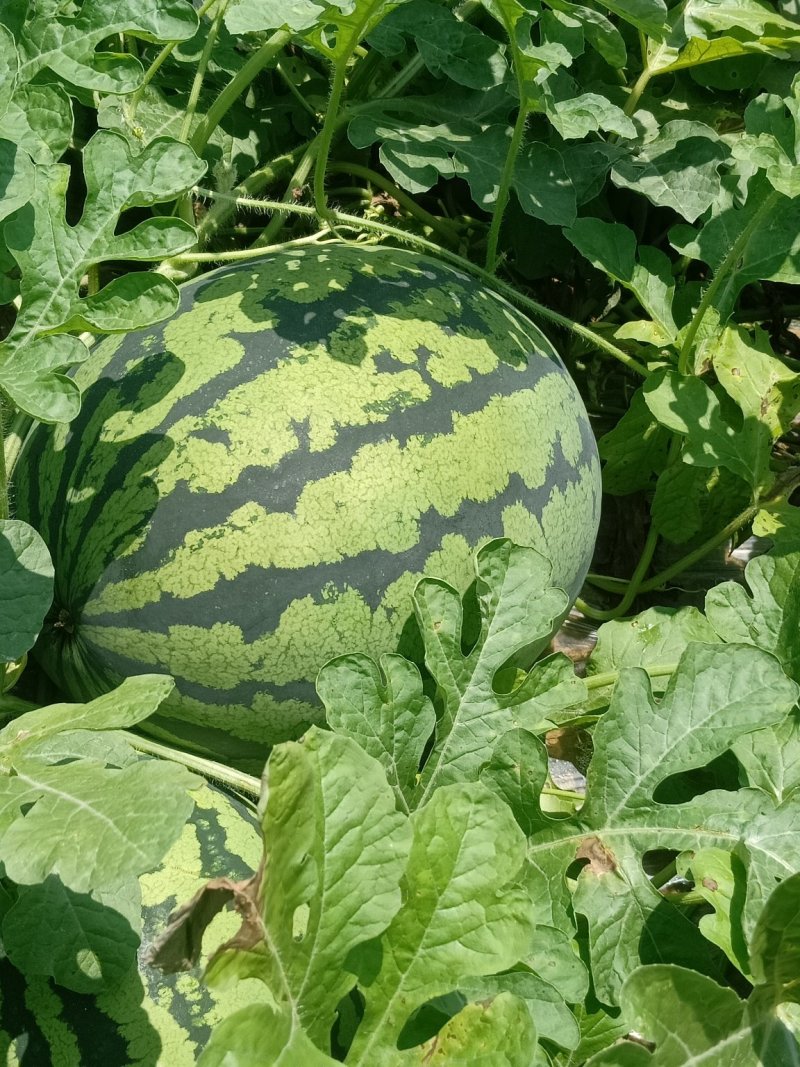 西瓜